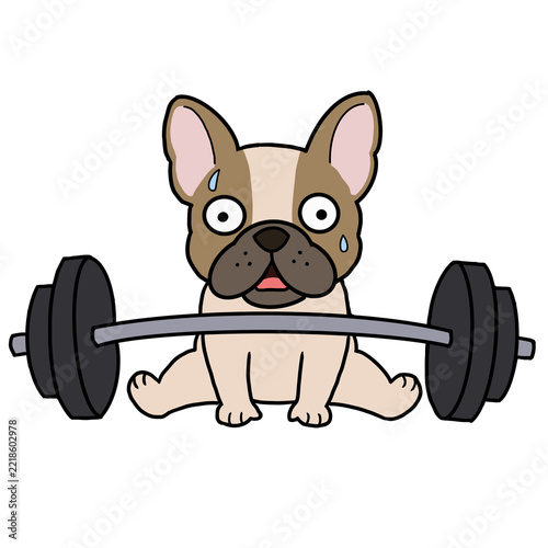 French bulldog trying out the barbell.