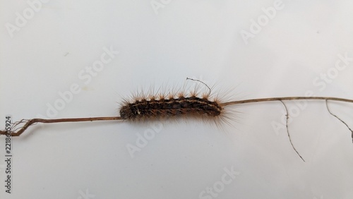  A brown-tail moth caterpillar
