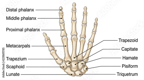 Fotografie Anatomical illustration of human hand bones with labeled phalanges and carpals