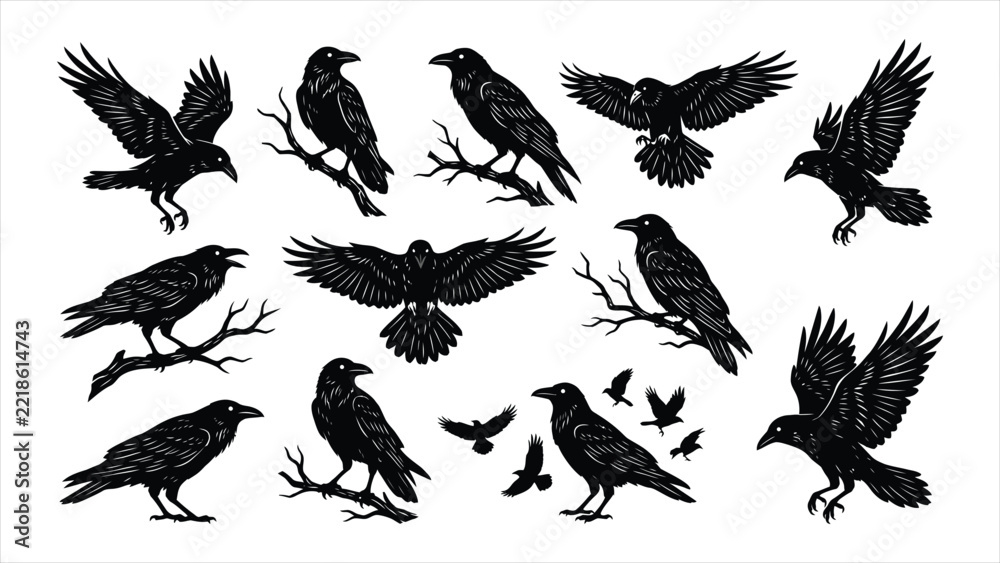 Fototapeta premium Set of black ravens and crows in various poses isolated on white background