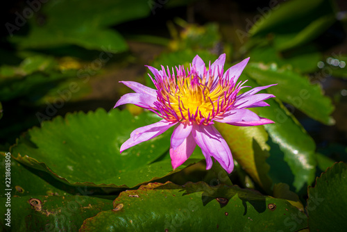 Pink lotus flower