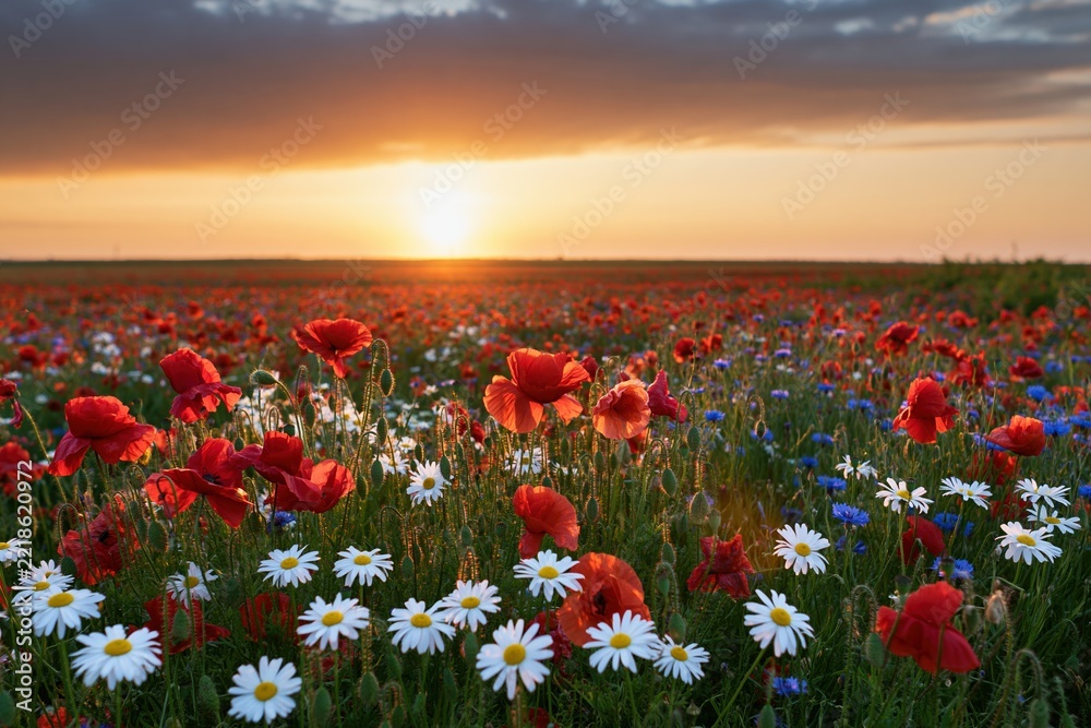 Naklejka premium The Field of Wildflowers at Sunset with Red Poppies and White Daisies
