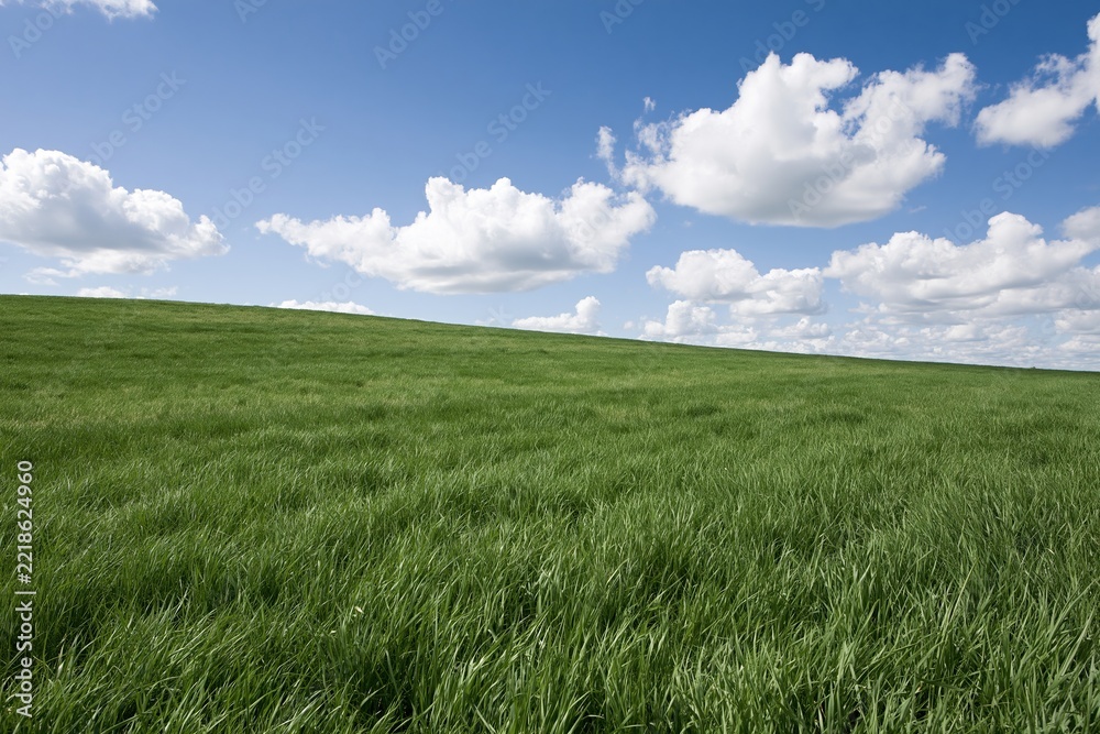 Naklejka premium The Open Field Under Expansive Blue Sky with Fluffy White Clouds