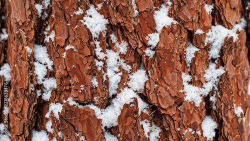 Reddish Pine Bark Texture with Snow in Grooves Background