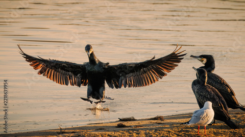 A great cormorant, an excellent hunter of fish, spreads its wings as it comes in to land next to two other cormorants and a gull on the sand at Lake Curalo in Eden in New South Wales, Australia.