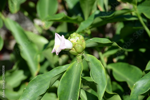 Costus afer