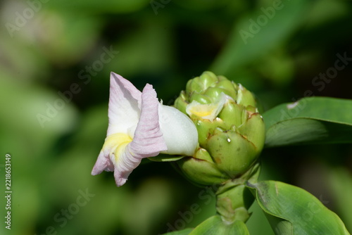 Costus afer