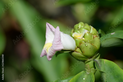 Costus afer