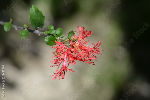 Hängender Roseneibisch
