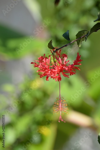 Hängender Roseneibisch