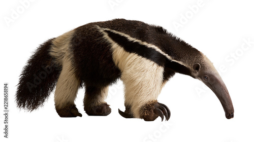 Fotografie Giant anteater with long snout and bushy tail walking on all fours