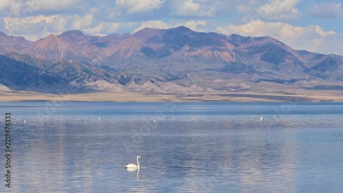 White Swan on Sayram Lake, Xinjiang Province, China