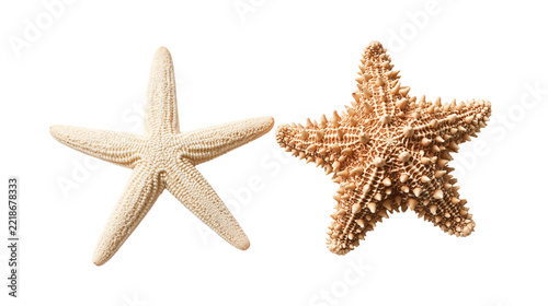 Obraz na plátně Two distinct species of dried starfish with smooth and spiky textured surfaces