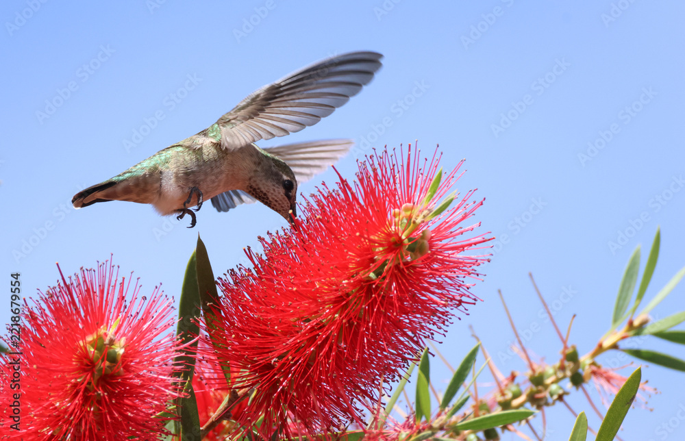 Fototapeta premium An Anna's Hummingbird, Calypte anna, feeding from a bottlebrush flower.