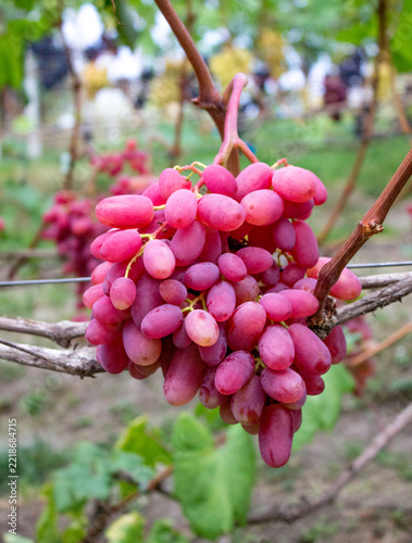 Delicious grapes grown on the farm. Wine making technology	
