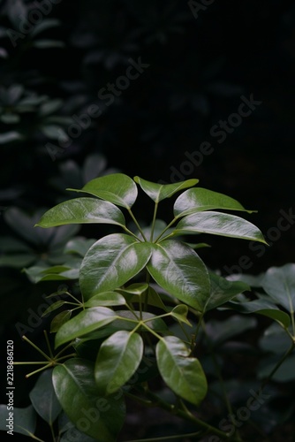 Lush green Schefflera leaves showcasing shiny palmately compound foliage against a dark, moody background.