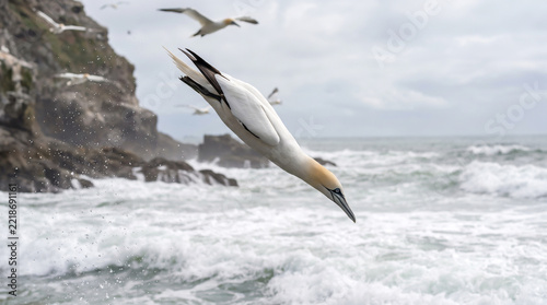 Gannet Bird Plunges Into Crashing Ocean Waves in Dramatic Mid-Dive Action Shot