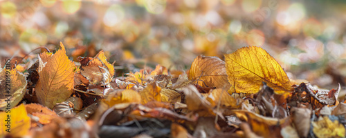 bright golden autumn prunus leaf lying among dry fallen leaves on ground in f...