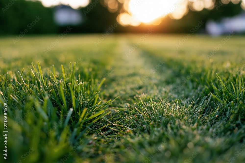 Naklejka premium The Grass in Morning Light: Dewy Blades along a Quiet Expansive Field