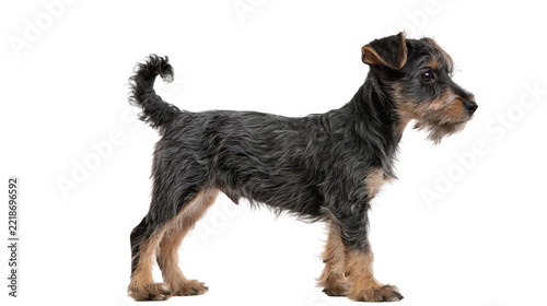 Fotografie Black and tan Lakeland Terrier dog standing in profile
