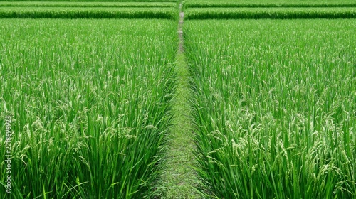 Verdant Rice Field Landscape with Narrow Pathway Dividing Green Crops Under Blue Sky