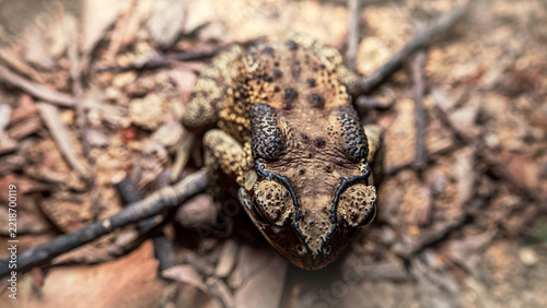 Asian common toad (Bufo melanostictus, Duttaphrynus melanostictus) in the rainforest of Hong Kong Island