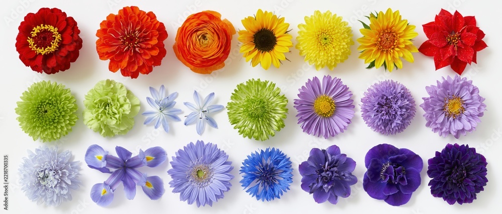 Naklejka premium Twenty-one individual flower heads arranged in rows on white background