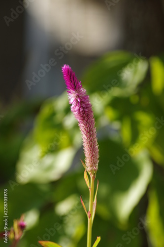 ケイトウの花のクローズアップ