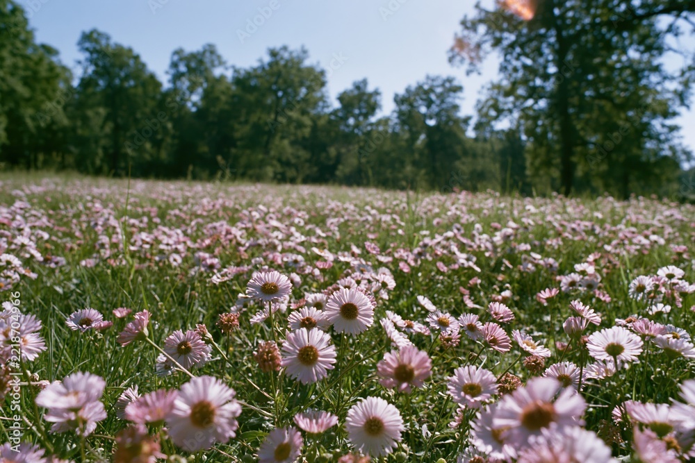 Fototapeta premium The Field of Daisies Beneath a Bright Spring Sky in Bloom