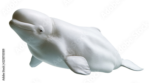 Obraz na plátně White beluga whale swimming with smooth skin and rounded melon head