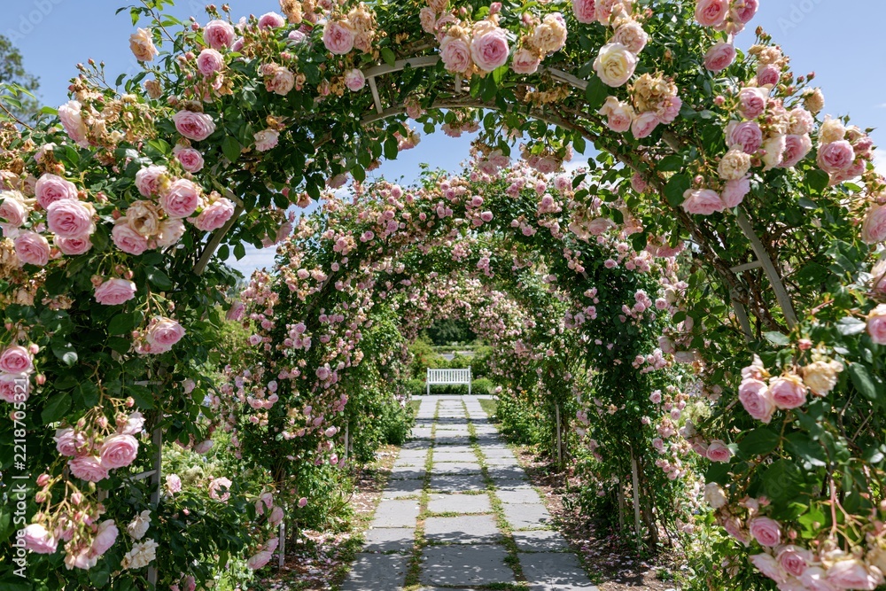 Fototapeta premium The Rose Arch Tunnel: A Blooming Pink Pathway Under Flowering Arches