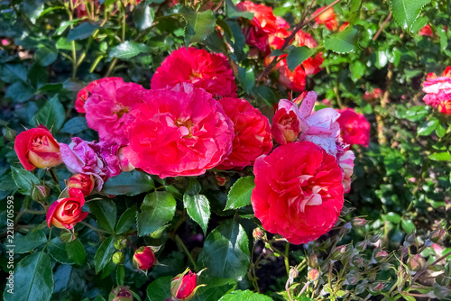 Red rose flowers bloom in a garden with green leaves in the background during a sunny day