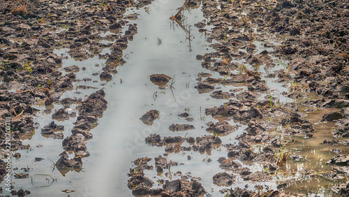 The field plan of Indonesia. Small fields after a tropical rainstorm. Monsoon season. Java Island