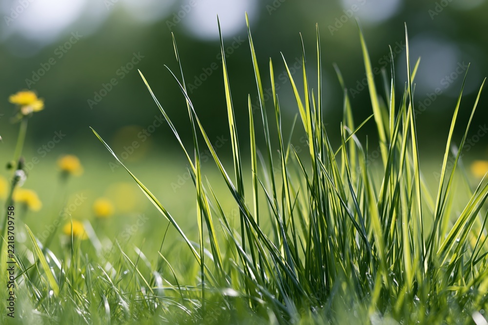 Naklejka premium The Grass Blades in a Quiet Meadow Bathed in Warm Afternoon Light