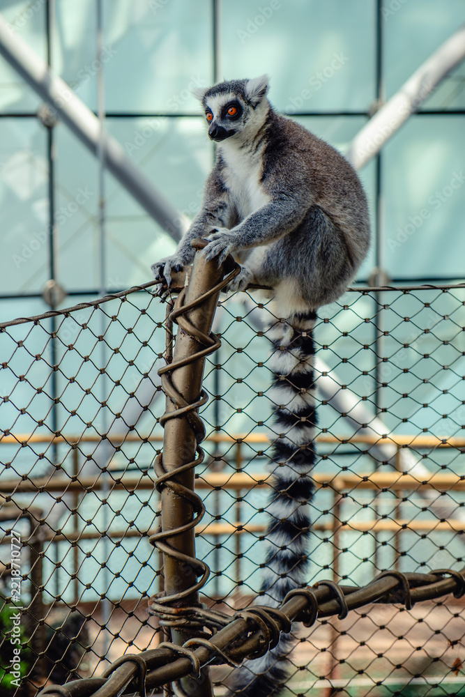 Naklejka premium Lemur sitting on a fence in a large indoor enclosure in a zoo