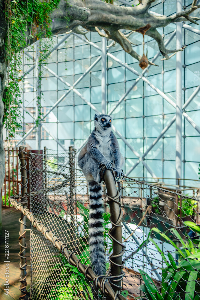 Fototapeta premium Lemur sitting on a fence in a large indoor enclosure in a zoo