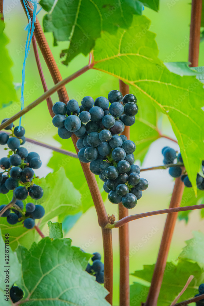 Fototapeta premium Bunch of ripe dark grapes hanging from vibrant green vines in the sunlight