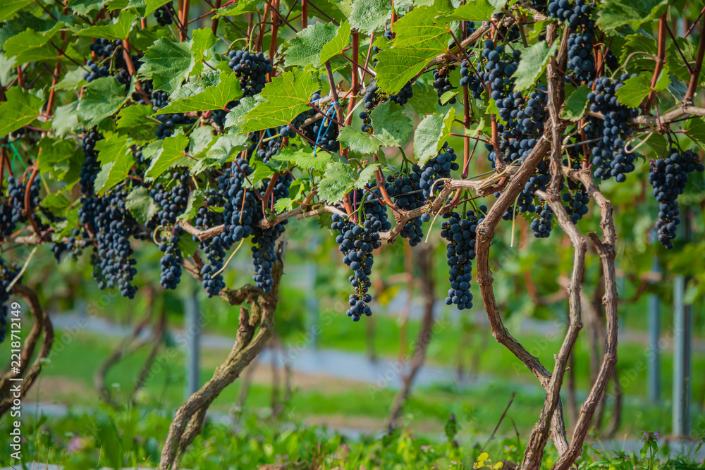 Naklejka premium Bunches of ripe grapes hang from lush vines in a vibrant vineyard on a sunny day