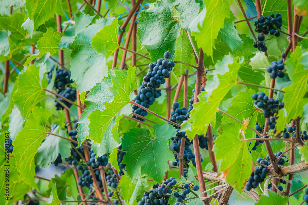 Fototapeta premium Vibrant grapevines laden with ripening clusters under a bright sun