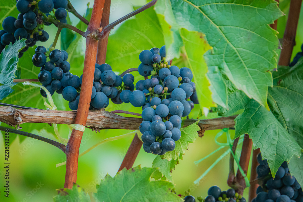 Fototapeta premium Bunches of ripe grapes glistening under the sunlight in a lush vineyard
