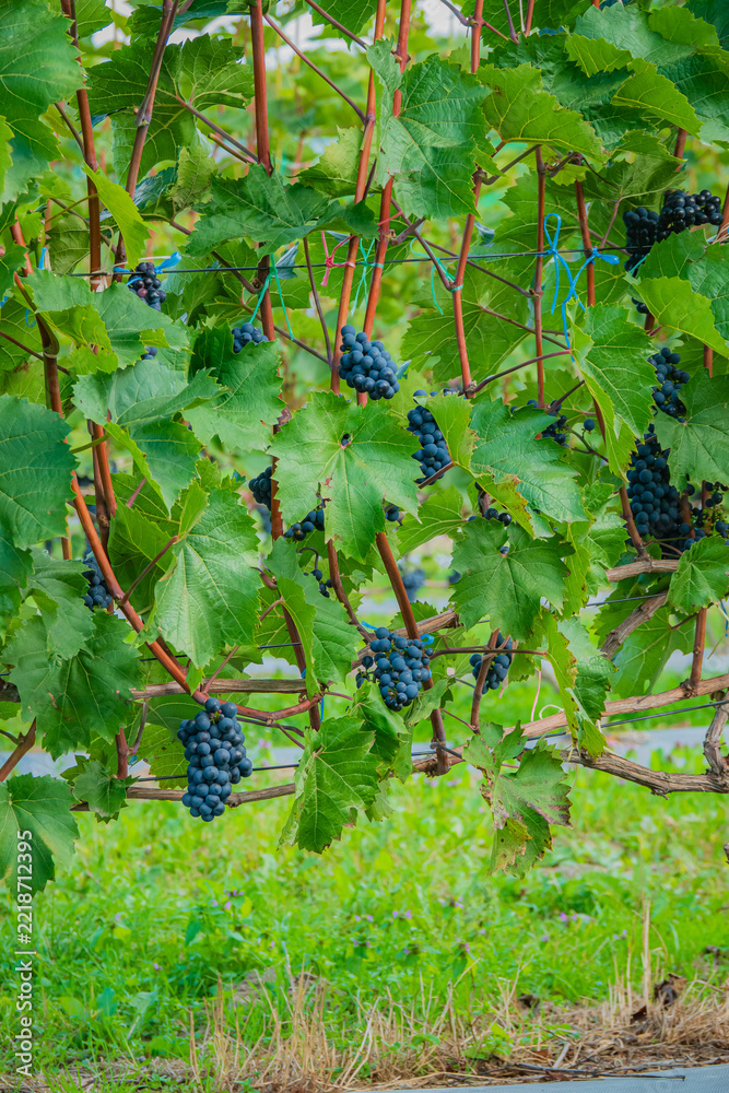 Fototapeta premium Vibrant grapes hanging from lush vines in a sunlit vineyard during harvest season