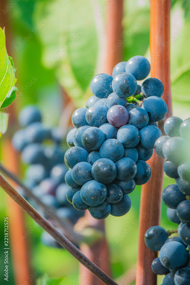 Naklejka premium Grapes hanging on the vine, glistening in the sunlight during a warm summer day