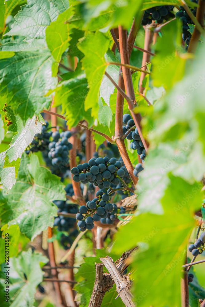 Naklejka premium Vibrant grape vines flourishing in sunlight during harvest season