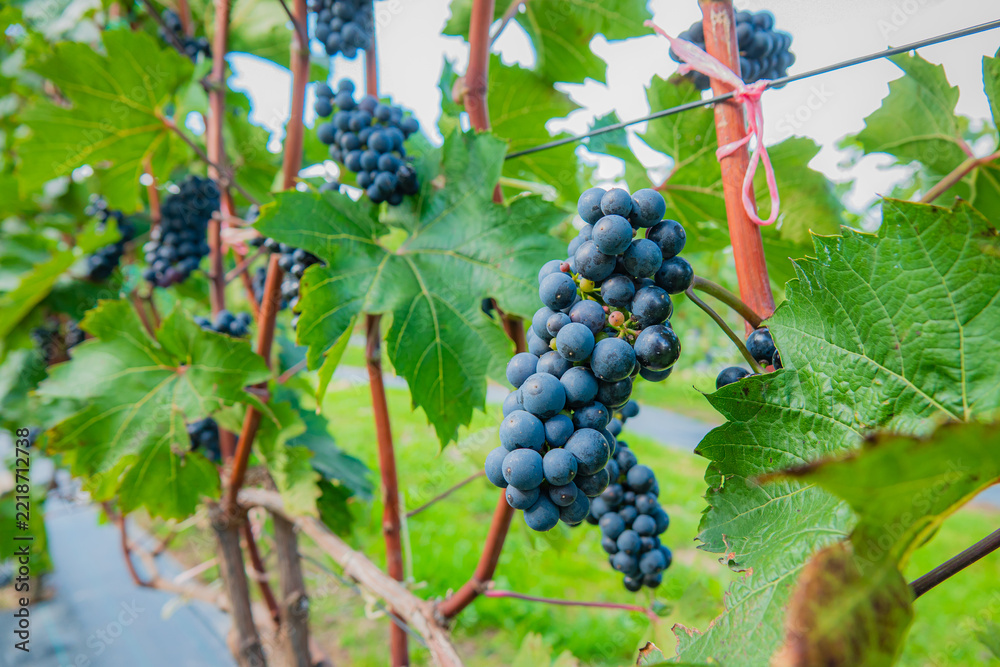 Naklejka premium Vibrant grape clusters hanging on lush vines during harvest season
