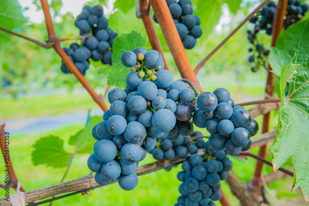 Naklejka premium Vibrant clusters of ripe grapes hanging on lush vines in a sunlit vineyard