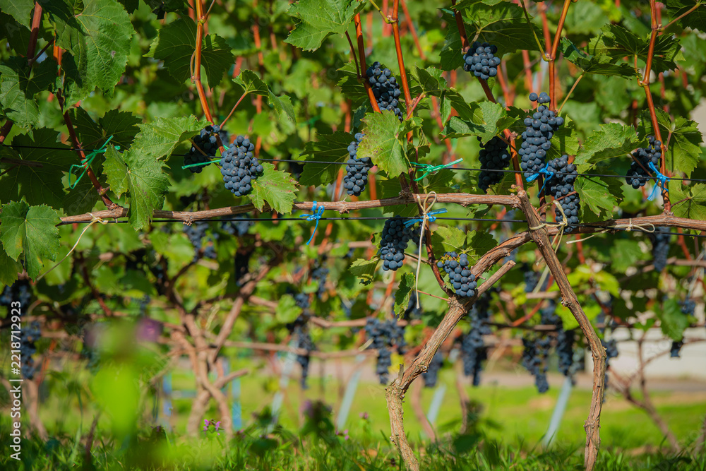 Naklejka premium Vibrant vineyard bursting with ripe grapes ready for harvest in the golden afternoon light