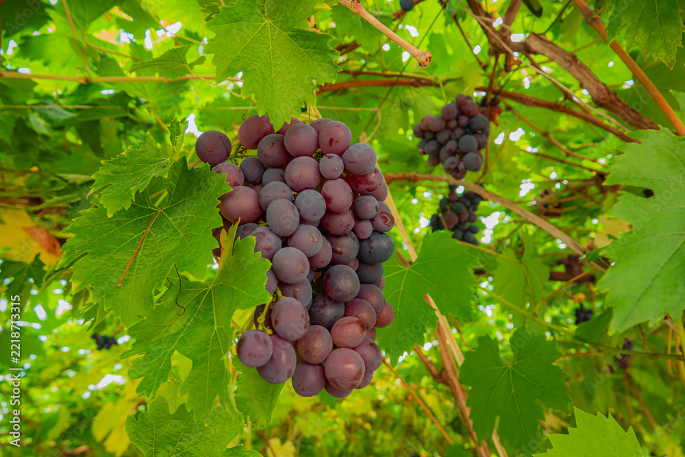 Fototapeta premium Vibrant grapes hanging from lush green vines under warm sunlight