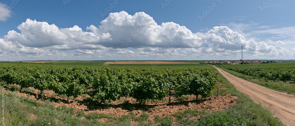 Fototapeta premium Rows of grapevines stretching across a wide rural field under a blue sky with white clouds