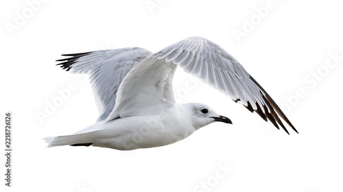 Flying white seagull with grey wings and black wingtips in mid-air