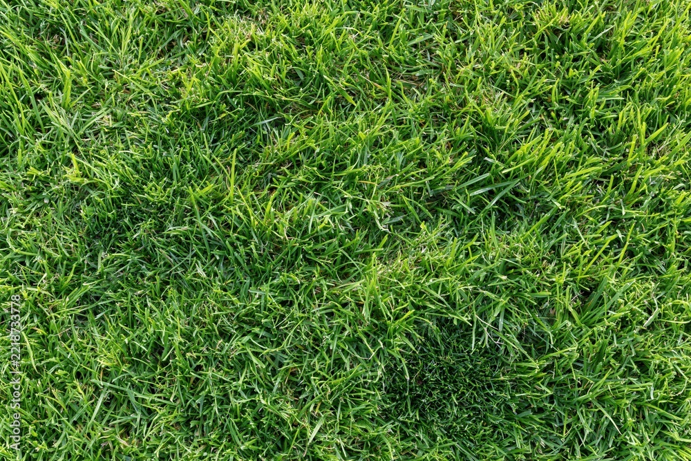 Fototapeta premium The Grass Field Closeup of Lush Green Turf and Textured Blades